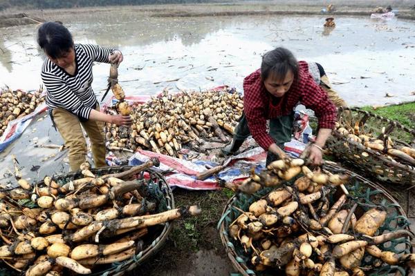 種藕每畝投資多少