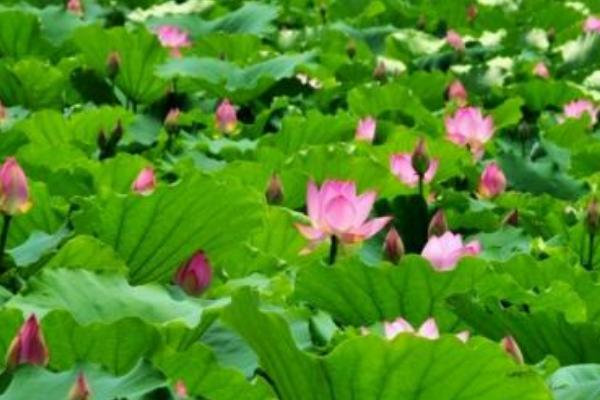 種藕每畝投資多少