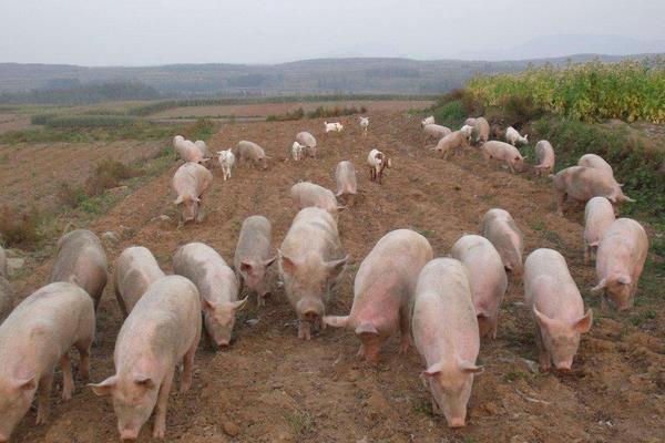 養(yǎng)殖貸款政策