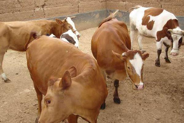 養(yǎng)殖貸款政策