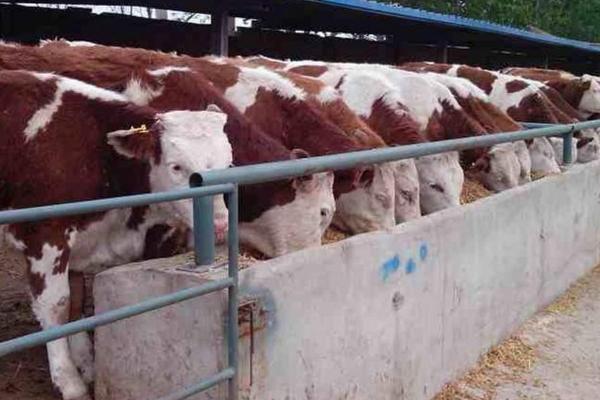 養(yǎng)殖貸款政策