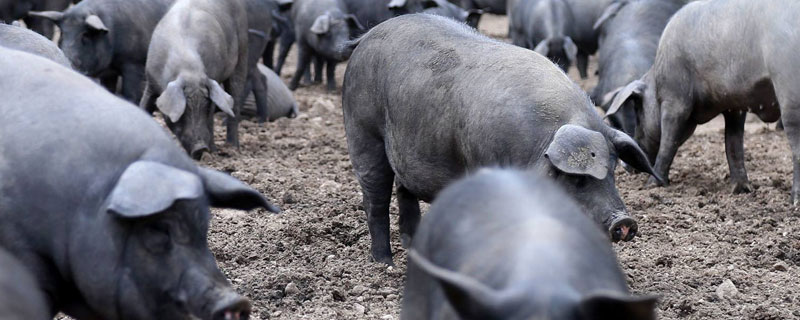 養殖貸款政策，不同地區有所不同