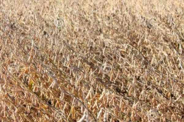 東生17大豆種子介紹