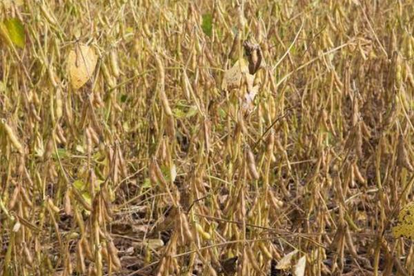 東生17大豆種子介紹