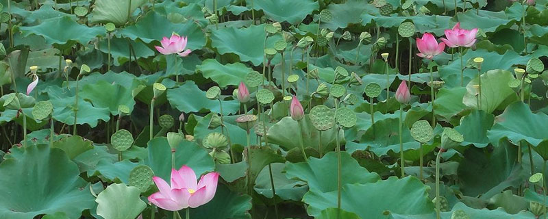 種藕每畝投資多少錢