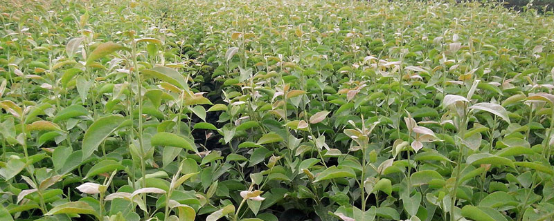 梨樹苗什么時候種植較好？春季3月秋季11月均可