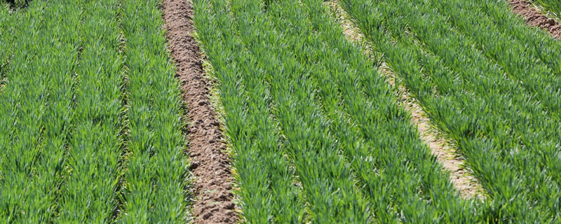 陶氏優先除草劑傷麥嗎？多少錢一袋？