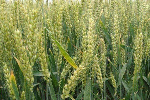 陶氏優先除草劑傷麥嗎?多少錢一袋?