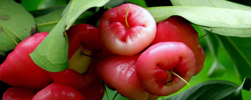 蓮霧的種植條件和方法