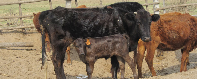 母牛產(chǎn)后胎衣不下怎么辦,需根據(jù)具體情況用藥