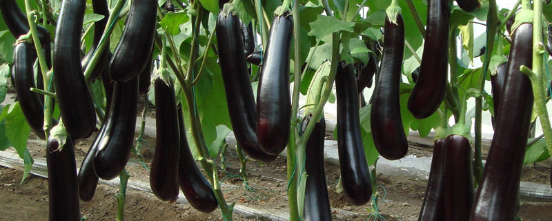 茄子什么時候種植?春季1至2月,秋季7至8月