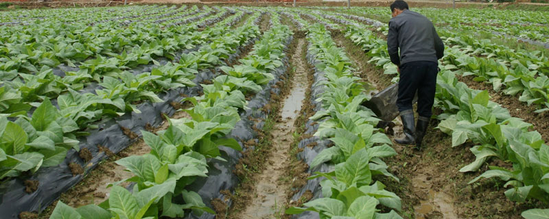 常見的追肥方法有哪些？分享5種追肥方法