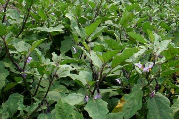 茄子什么時候種植？春季1至2月，秋季7至8月