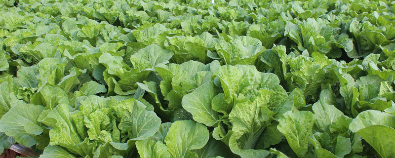 苯醚甲環唑會抑制生長嗎？會抑制苗期生長（含使用方法）