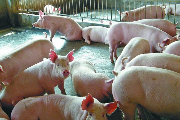 100頭養豬場投資多大