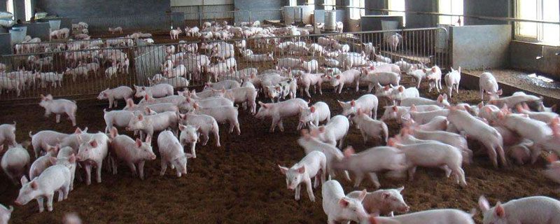 100頭養(yǎng)豬場(chǎng)投資多大，自動(dòng)化設(shè)備約需8萬(wàn)元左右