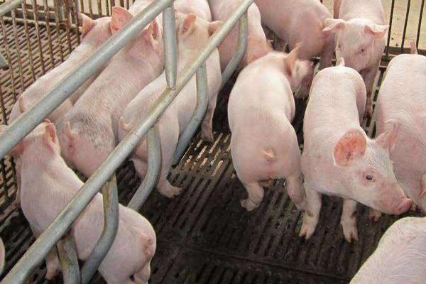 大蒜喂豬的方法