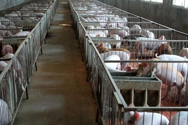 大蒜喂豬的方法