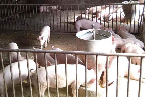 大蒜喂豬的方法