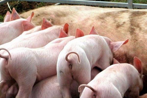 大蒜喂豬的方法