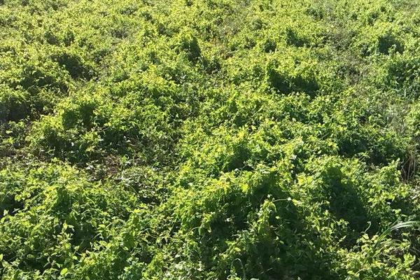 黨參種植需要幾年