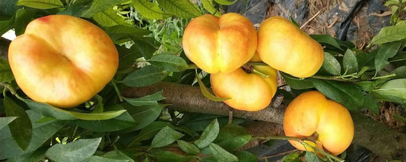 中油蟠七號(hào)桃品種介紹,果實(shí)扁平口感好,顏色金黃或亮紅