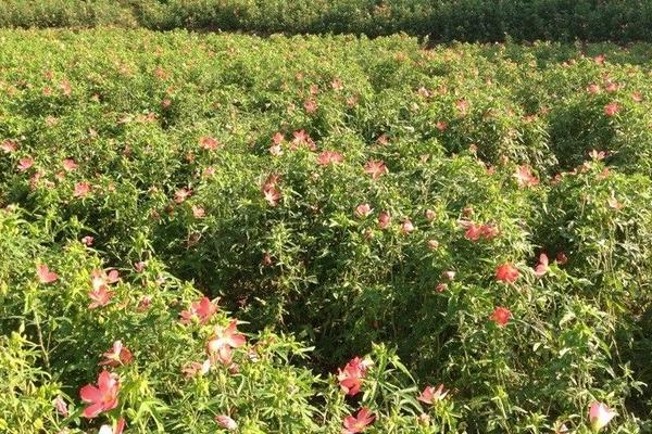 黨參種植需要幾年