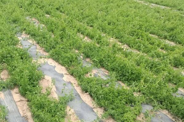 黨參種植需要幾年