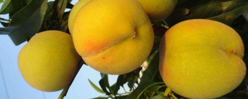 早甜蜜黃桃介紹