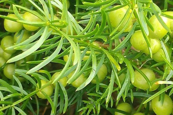 三年天冬畝產量產值