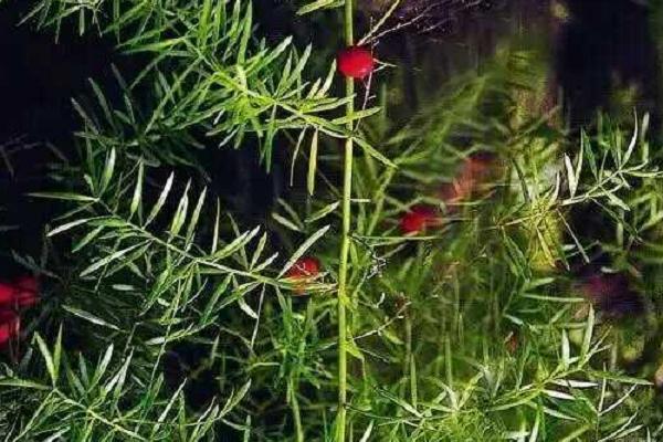 三年天冬畝產量產值