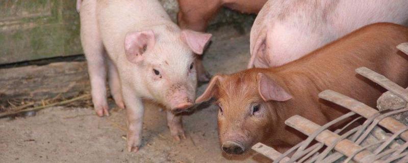 豬價行情分析預測