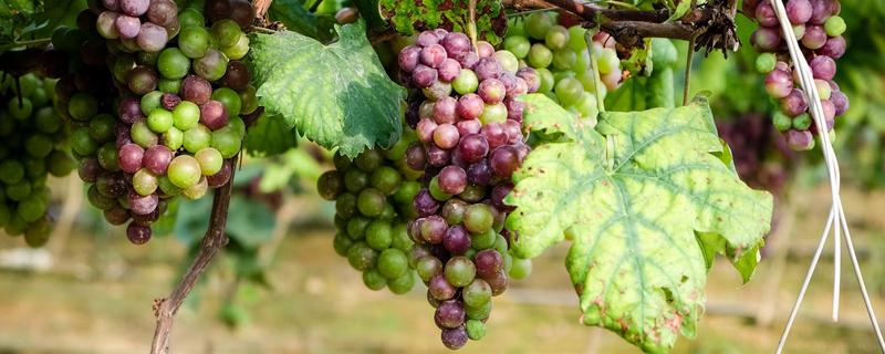 尿素如何使葡萄破眠？可以物理破眠也可化學(xué)破眠