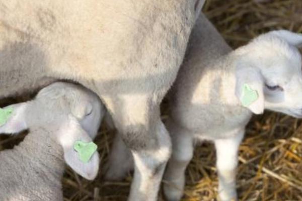 母羊一年兩胎的方法