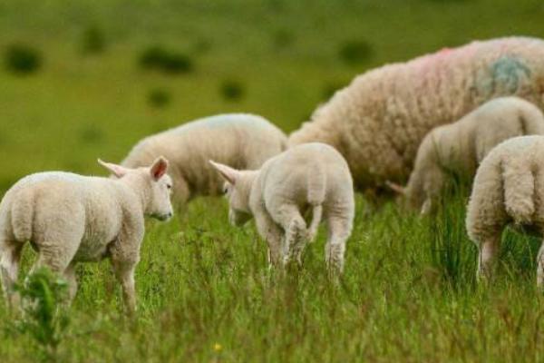 母羊一年兩胎的方法