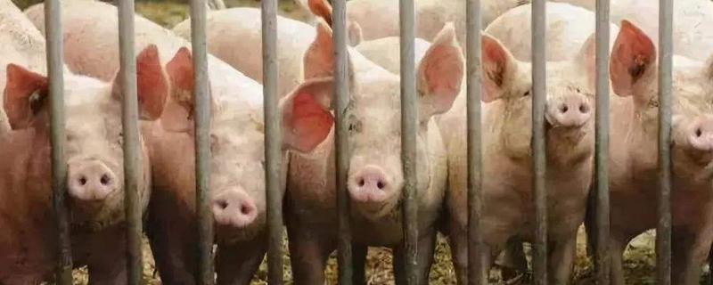 我的豬場得了非洲豬瘟怎么辦