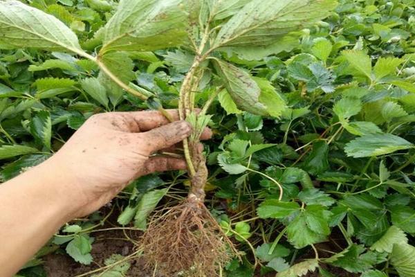 種草莓用什么肥