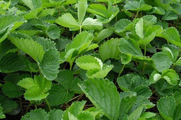 種草莓用什么肥