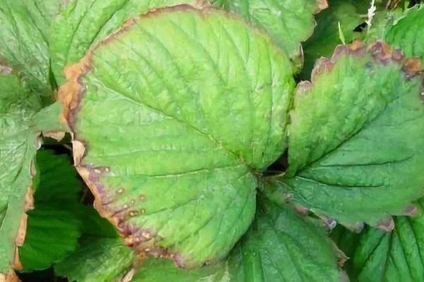 種草莓用什么肥