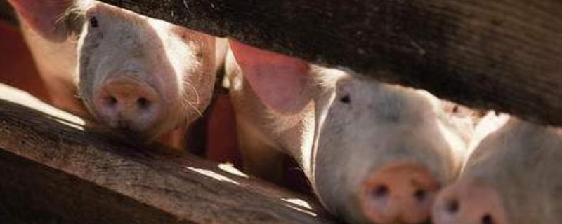 得了非洲豬瘟的養殖場還能養豬嗎