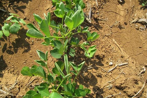 花生苗后除草劑