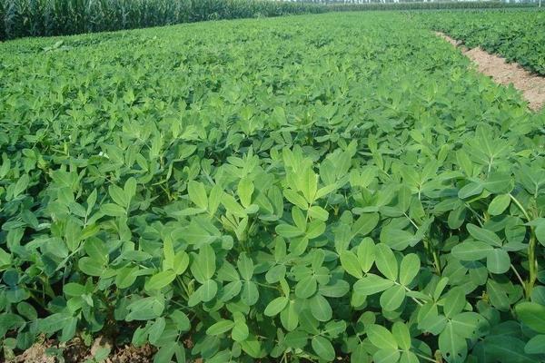 花生苗后除草劑