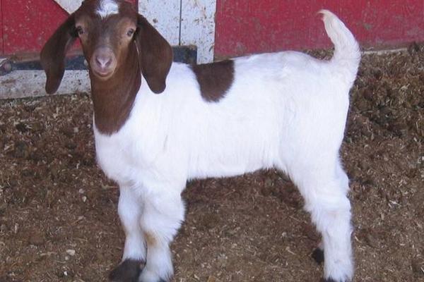 波爾羊的養(yǎng)殖方法