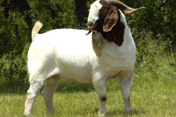 波爾羊的養(yǎng)殖方法