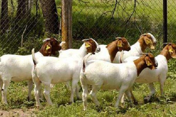 波爾羊的養(yǎng)殖方法