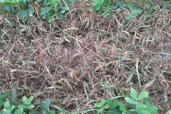 花生苗后除草劑