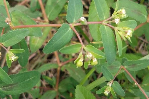 花生苗后除草劑