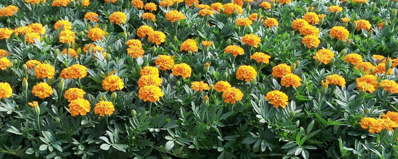 花卉種植技術在哪里學，建議報培訓班