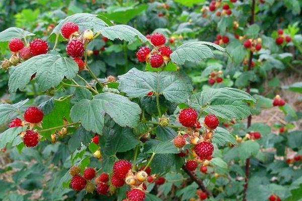 農業種植好項目