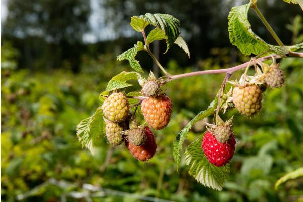 農業種植好項目